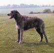 Ирландский волкодав / Irish Wolfhound
