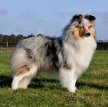 Шелти (Шетландская овчарка) / Shetland Sheepdog (Sheltie)