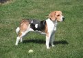 Бигль (Английский бигль) / Beagle (English Beagle)