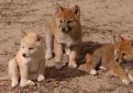 Австралийский динго / Dingo (Australian Native Dog) Австралийский динго / Dingo (Australian Native Dog)