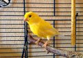 Немецкая певчая канарейка (Гарцский роллер) / German Roller Canary (Harz Roller Canary)