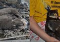 Спасенному после пожара в Оренбуржье орлу собираются сделать протез