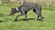 Венгерский агар (Венгерская борзая, мадьяр-агар, венгерский грейхаунд) / Hungarian Greyhound (Magyar Agar)