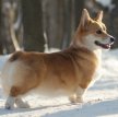 Вельш корги пемброк (Пемброк вельш корги) / Pembroke Welsh Corgi