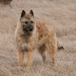 Лакенуа / Belgian Sheepdog (Laekenois, Laekense, Laeken, Chien de Berger Belge)