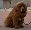Тибетский мастифф (Тибетский дог) / Tibetan Mastiff (Do-Khyi)