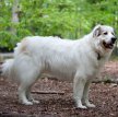 Пиренейская горная собака (Большая пиренейская собака) / Pyrenean Mountain Dog (Great Pyrenees)