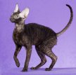 Девон рекс / Devon Rex