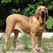 Фила бразилейру (Бразильская фила, бразильский мастиф) / Fila Brasileiro (Brazilian Mastiff)