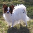 Папильон (Континентальный карликовый спаниель) / Papillon (Epagneul Nain Continental Papillon, Continental Toy Spaniel Papillon)