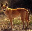 Австралийский динго / Dingo (Australian Native Dog)