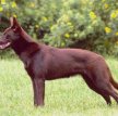 Австралийский келпи / Australian Kelpie