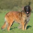 Леонбергер / Leonberger