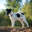 Гладкошерстный фокстерьер / Smooth Fox Terrier