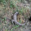 Крокодил приполз к школе в Симферополе