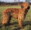 Бриар (Французская овчарка) / Briard (Berger Briard, Berger de Brie)