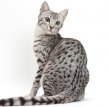 Египетская мау / Egyptian Mau