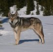 Волчья собака Сарлоса (Сарлос, сарлосская волчья собака) / Saarlooswolfhond (Saarloos Wolfdog)