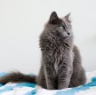 Нибелунг / Nebelung Cat