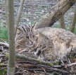 В Приморье выходили дикого лесного кота, подкинутого браконьерами