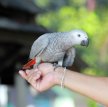 В столице Великобритании попугай спас свою хозяйку от нападения преступника