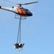 Итальянские пожарные спасли застрявшую на скалах корову с помощью вертолёта
