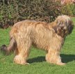 Каталонская овчарка (Гос д'Атура) / Catalan Sheepdog (Perro de Pastor Catalon, Gos d'Atura Catala)