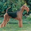 Эрдельтерьер / Airedale Terrier (Bingley Terrier, Waterside Terrier)