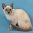 Тайская кошка / Thai Cat (Old-Style Siamese)