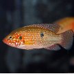 Хромис-красавец / Hemichromis Bimaculatus