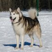 Маламут (Аляскинский маламут) / Alaskan Malamute