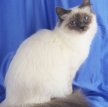 Священная бирма (Бирманская кошка) / Birman Cat