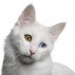 Ангорская кошка (Турецкая ангора) / Turkish Angora Cat