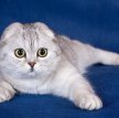 Шотландская вислоухая кошка (Скоттиш-фолд) / Scottish Fold Cat