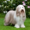 Бородатая колли (Бердед колли) / Bearded Collie