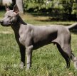 Тайский риджбек / Thai Ridgeback (Mah Thai)