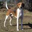 Американский фоксхаунд / American Foxhound