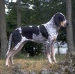 Большая голубая гасконская гончая / Grand Bleu de Gascogne (Large Blue Gascony Hound)