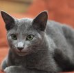 Русская голубая кошка / Russian Blue Cat
