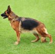 Немецкая овчарка / Deutscher Schaferhund (German Shepherd Dog)