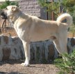 Кангал (Карабаш) / Kangal Dog (Karabash)