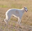 Русская псовая борзая / Borzoi (Russian Wolfhound)