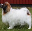 Фален (Континентальный той-спаниель) / Phalene (Epagneul Nain Continental Phalene, Continental Toy Spaniel)