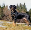 Австрийская гончая / Austrian Brandlbracke (Austrian Smoothhaired Hound)