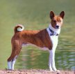 Басенджи / Basenji (Congo Dog)