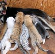 В Китае собака стала мамой для четырех тигрят