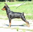 Цвергпинчер (Карликовый пинчер) / Zwergpinscher