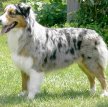 Австралийская овчарка (Аусси) / Australian Shepherd (Aussie)