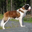 Сенбернар / Saint Bernard (St. Bernard, St. Bernhardshund, Bernhardiner)