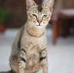 Цейлонская кошка (Кошка Шри-Ланки) / Ceylon Cat (Sri-Lankan Cat)